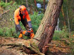 Best Seasonal Cleanup (Spring/Fall)  in USA